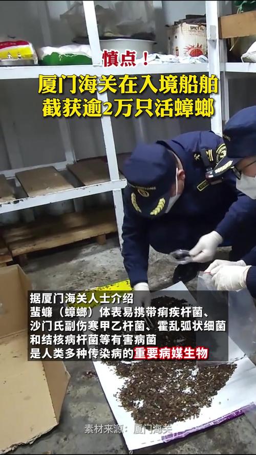 近年数量之最!厦门海关在一艘远洋渔船上发现并截获蟑螂2万余只