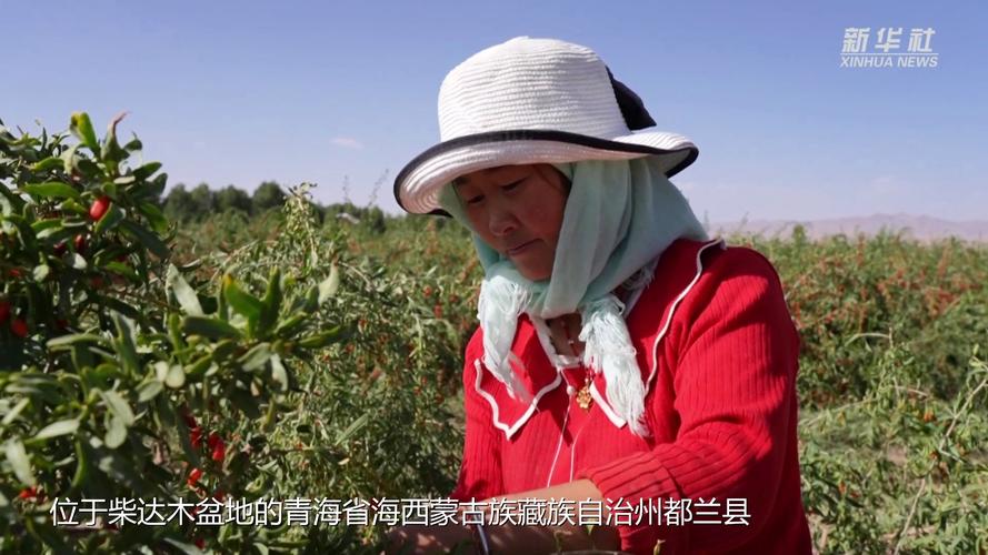 青海都兰:举办首届柴达木枸杞采摘季暨产销对接洽谈会活动