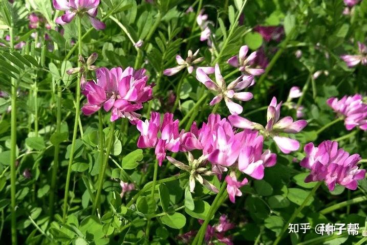 广东罗定:紫云英盛放 “颜值”变“价值”