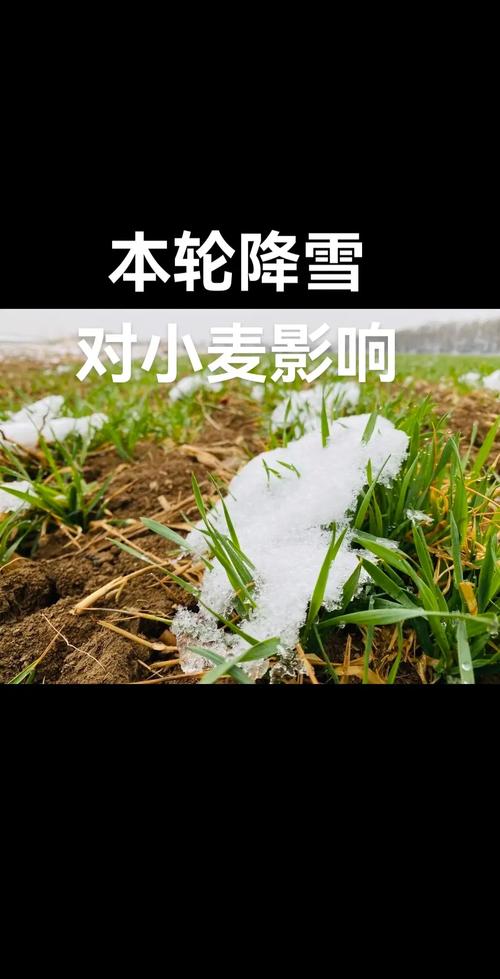 降雪降温天气小麦如何安全越冬?办法来了→