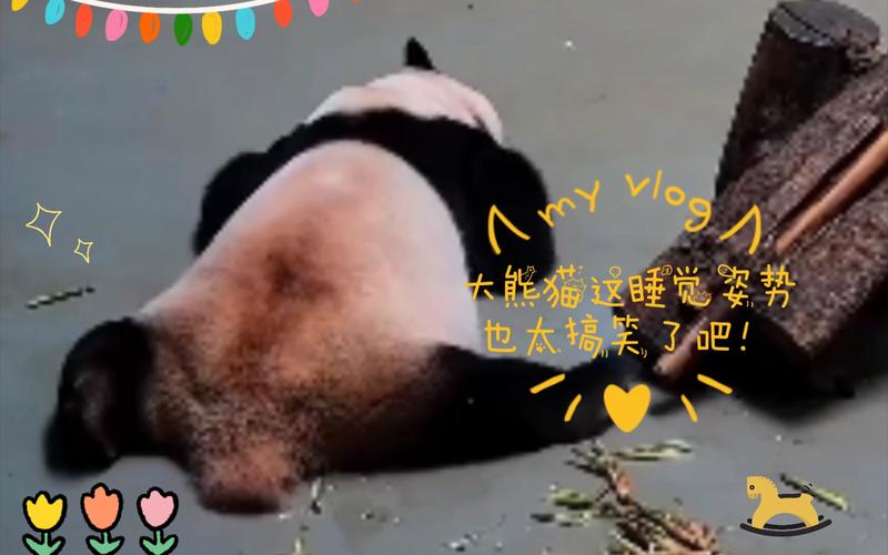 趴着睡、侧躺睡、跷着脚睡……熊猫团子睡姿图鉴