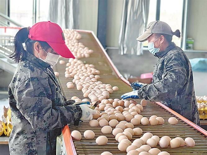 (乡村行·看振兴)江西德安筑巢引凤来栖 助推蛋鸡产业提质升级