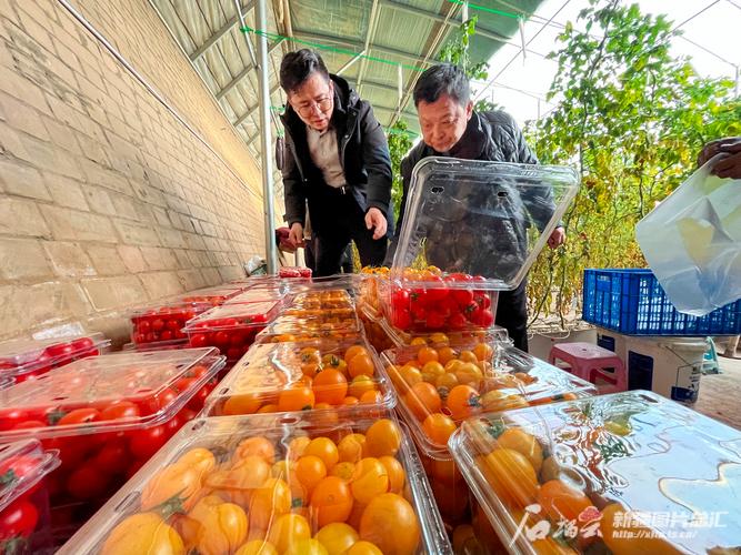 (新春走基层)年前抢“鲜”上市 新疆兵团大棚经济未来“莓”好