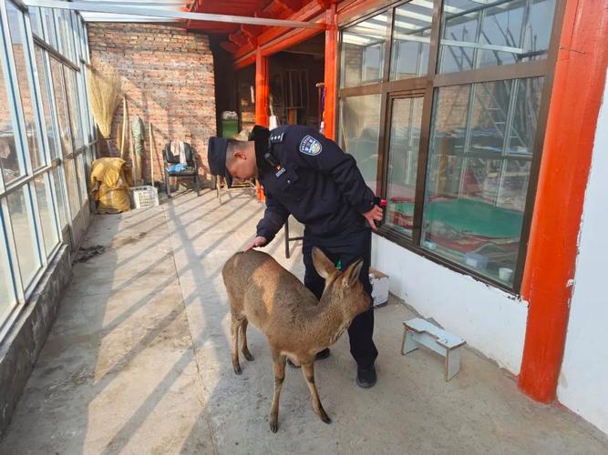 香格里拉市森林警察大队成功救护一只国家二级保护野生动物
