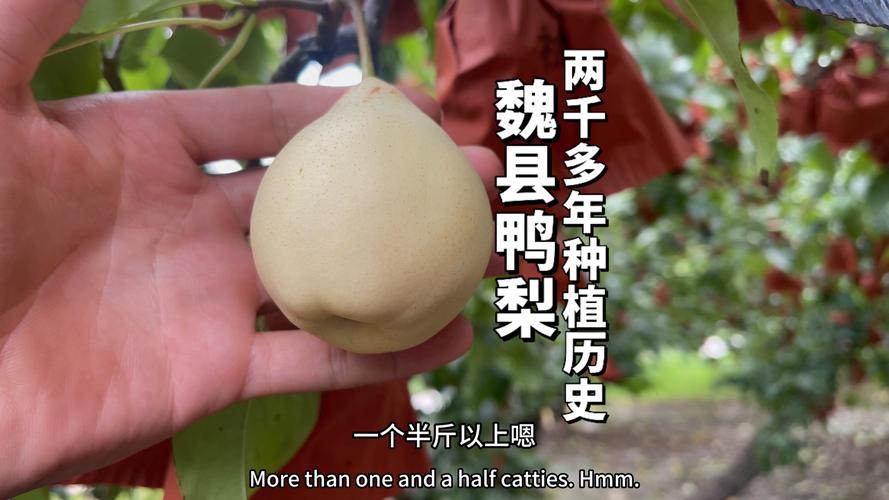 颜值变产值 做活“梨”经济 魏县这样做→