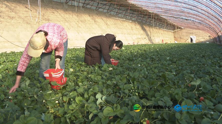 青海戈壁小镇冷湖:蔬菜大棚结满“幸福果”