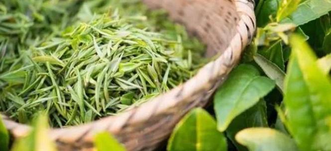 海南大叶茶被证实为山茶属新物种