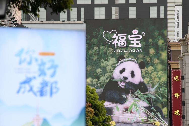 中国大熊猫保护研究中心已做好准备迎接“福宝”回家