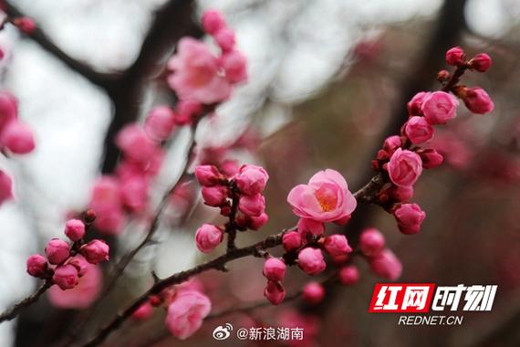 湖南新田:立春至 梅花开(组图)