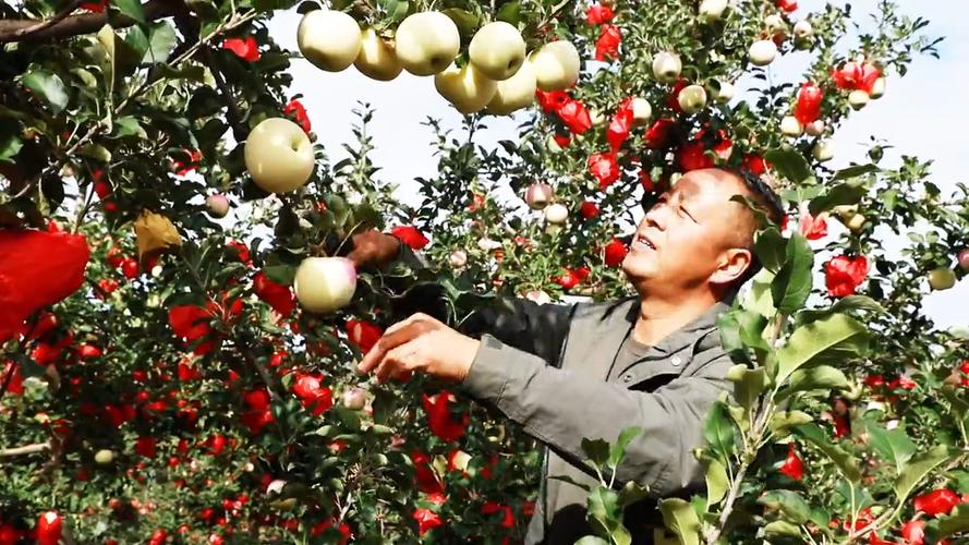 静宁余湾乡:苹果丰收采摘忙