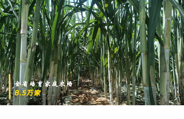 鼓起农户“钱袋子” 云南农业“家底”越翻越厚
