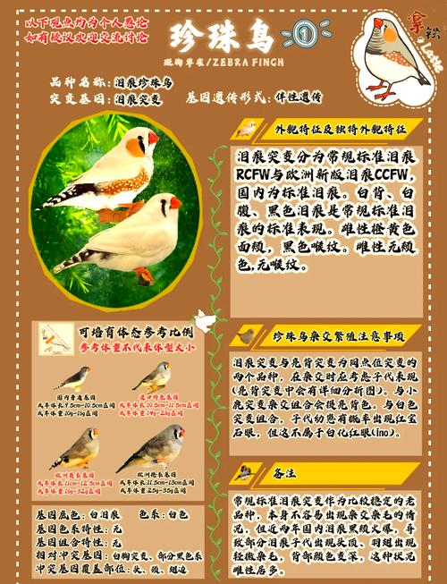 黄河流域水鸟及栖息地同步调查成果发布 记录到受胁物种19种