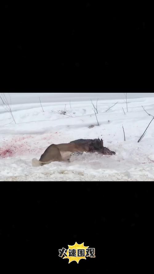 青海湖沙岛保护区首次监测到猞猁
