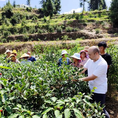 (乡村行·看振兴)江西南昌:油茶丰收采摘忙 村民增收有奔头