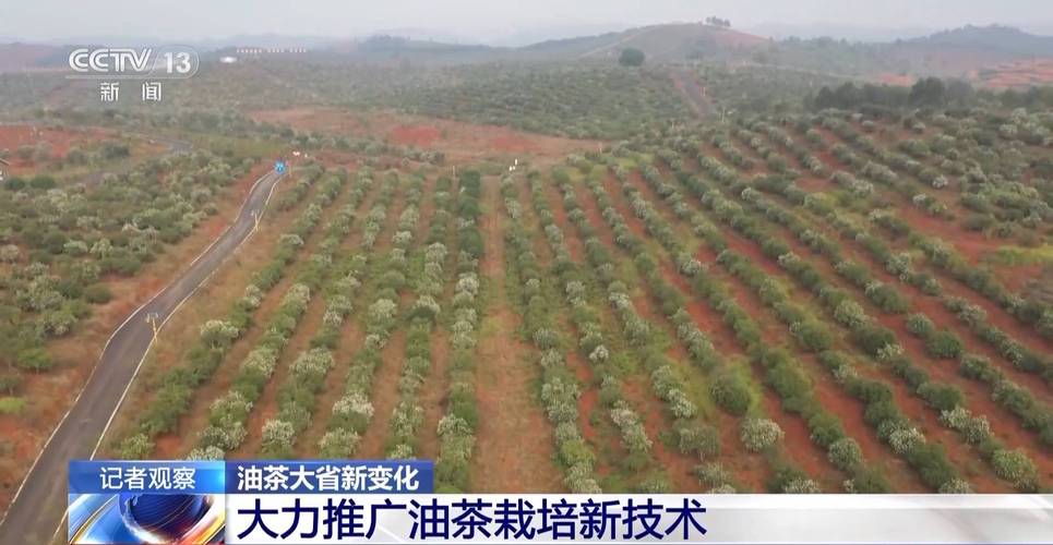 广东省财政下达奖补资金2.3亿元 支持油茶产业发展