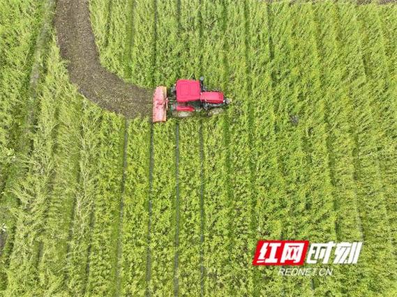 长沙开展“春苗行动”,让新增耕地“出土长苗”