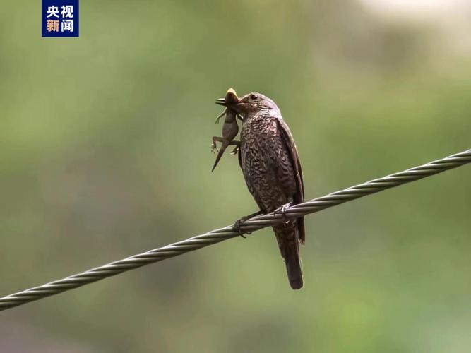 节奏感有了 请欣赏马耳他国鸟的“卡点舞”
