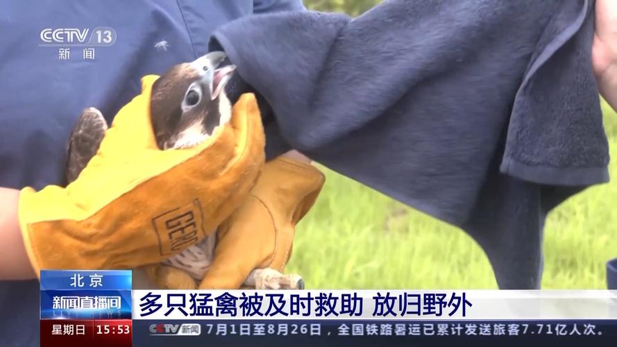 青海科学放归9只猛禽 均为国家二级重点保护野生动物